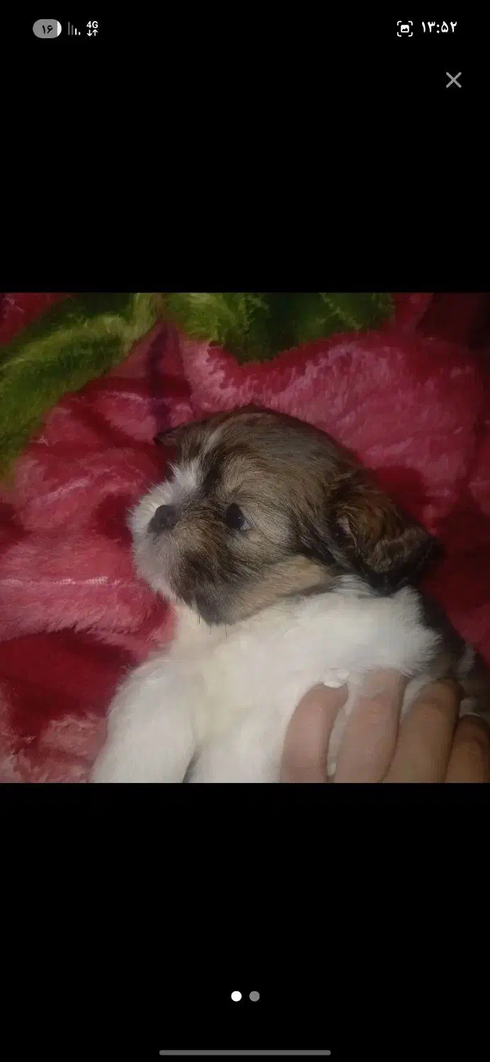 شیتزو|سگ|کرمانشاه, |دیوار