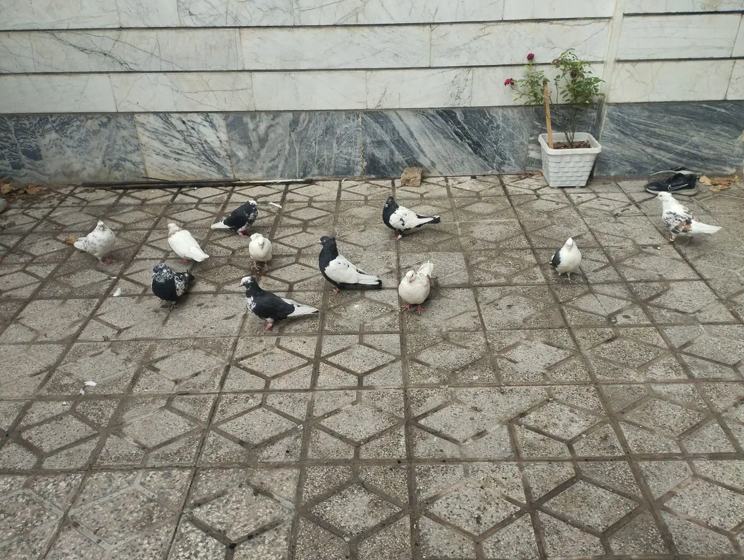 کفتر سالم و سرحال|پرنده|بروجرد, |دیوار