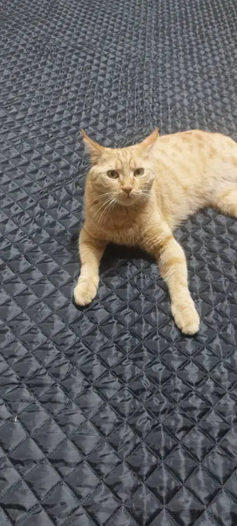 گربه|حیوانات|میاندوآب, |دیوار