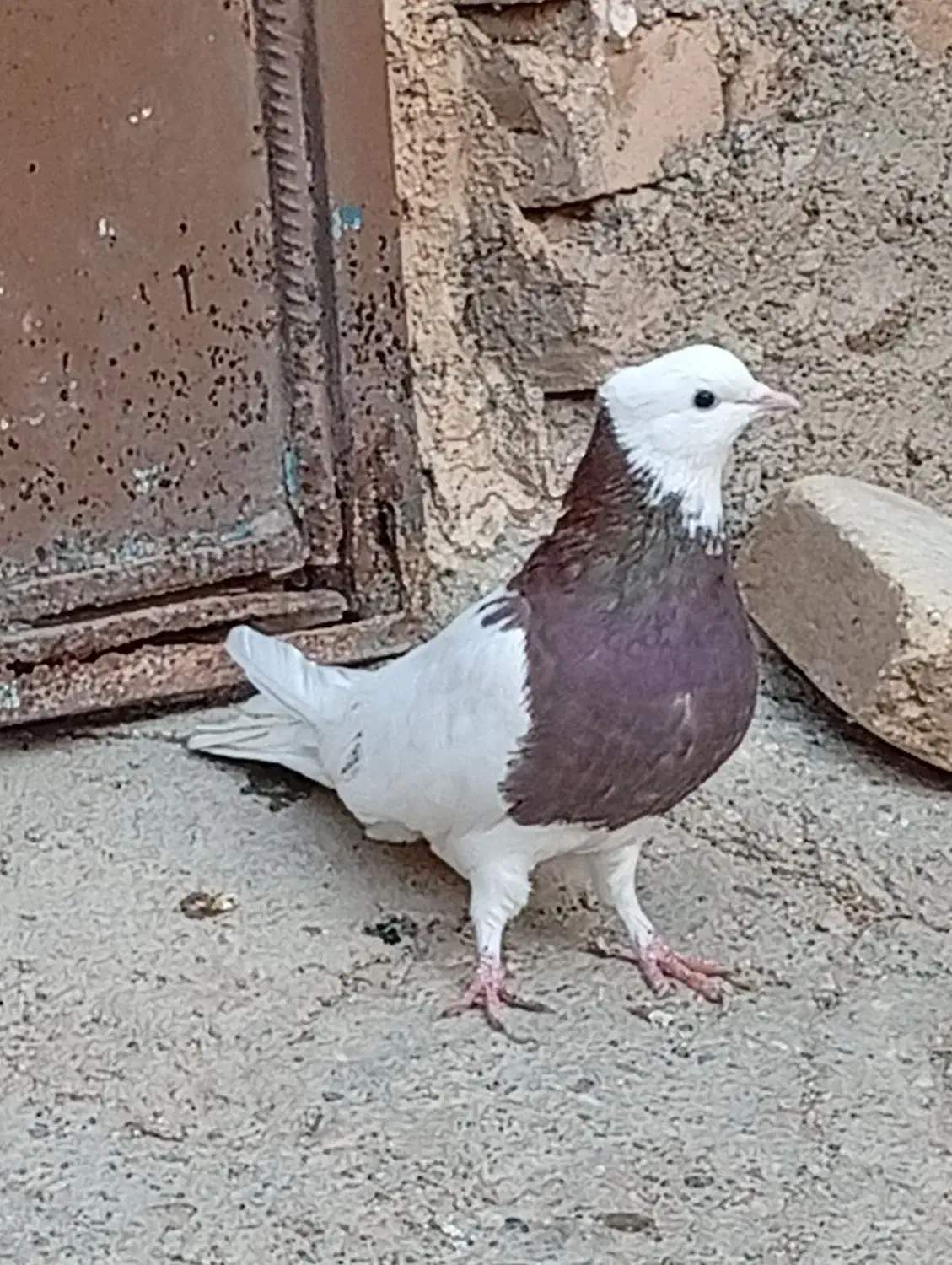 ۹تاکبوتر|پرنده|اسفرورین, |دیوار