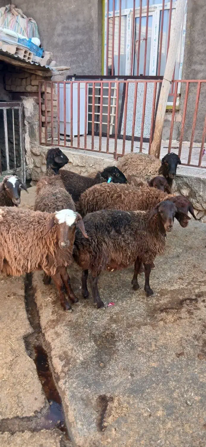 بره ماده|حیوانات مزرعه|شیرین‌سو, |دیوار