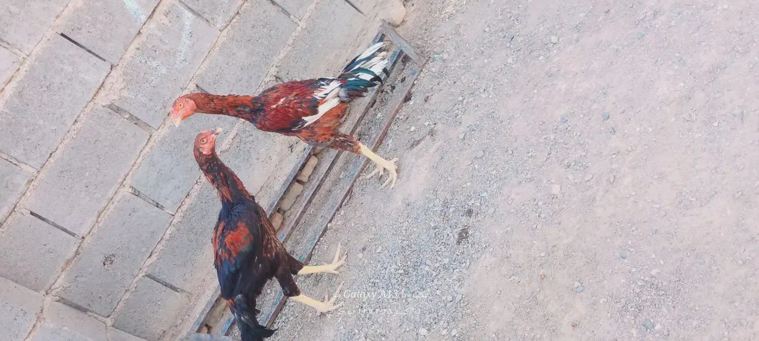 مشتری واقعی با این شماره تماس بگیره|حیوانات مزرعه|قاسمآباد (خواف), |دیوار