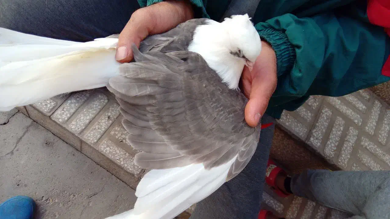 دوبالی|پرنده|پاکدشت, پاکدشت (مامازند)|دیوار