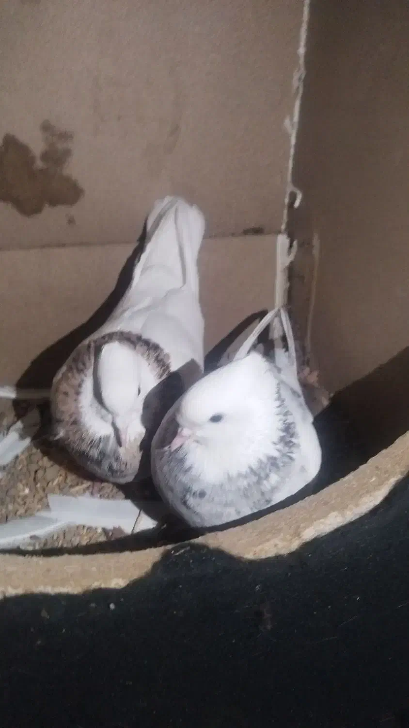 طوقی|پرنده|اصفهان, ملکشهر|دیوار