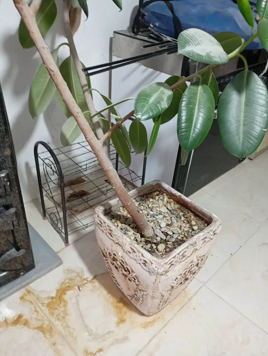 گل دیفن|گل و گیاه طبیعی|سنندج, |دیوار