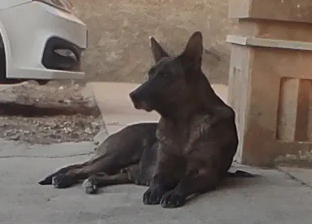 سگ مایلیونیز|سگ|هشتگرد, خور|دیوار