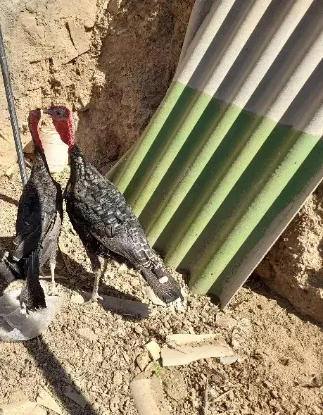 بوقلمون نر|حیوانات مزرعه|ساوه, |دیوار