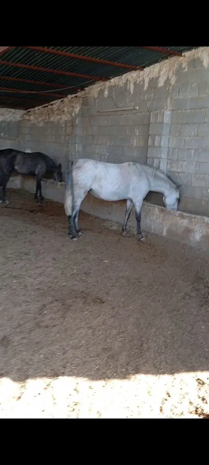 اسب با کره|اسب و تجهیزات اسبسواری|شیراز, شهرک سراج|دیوار