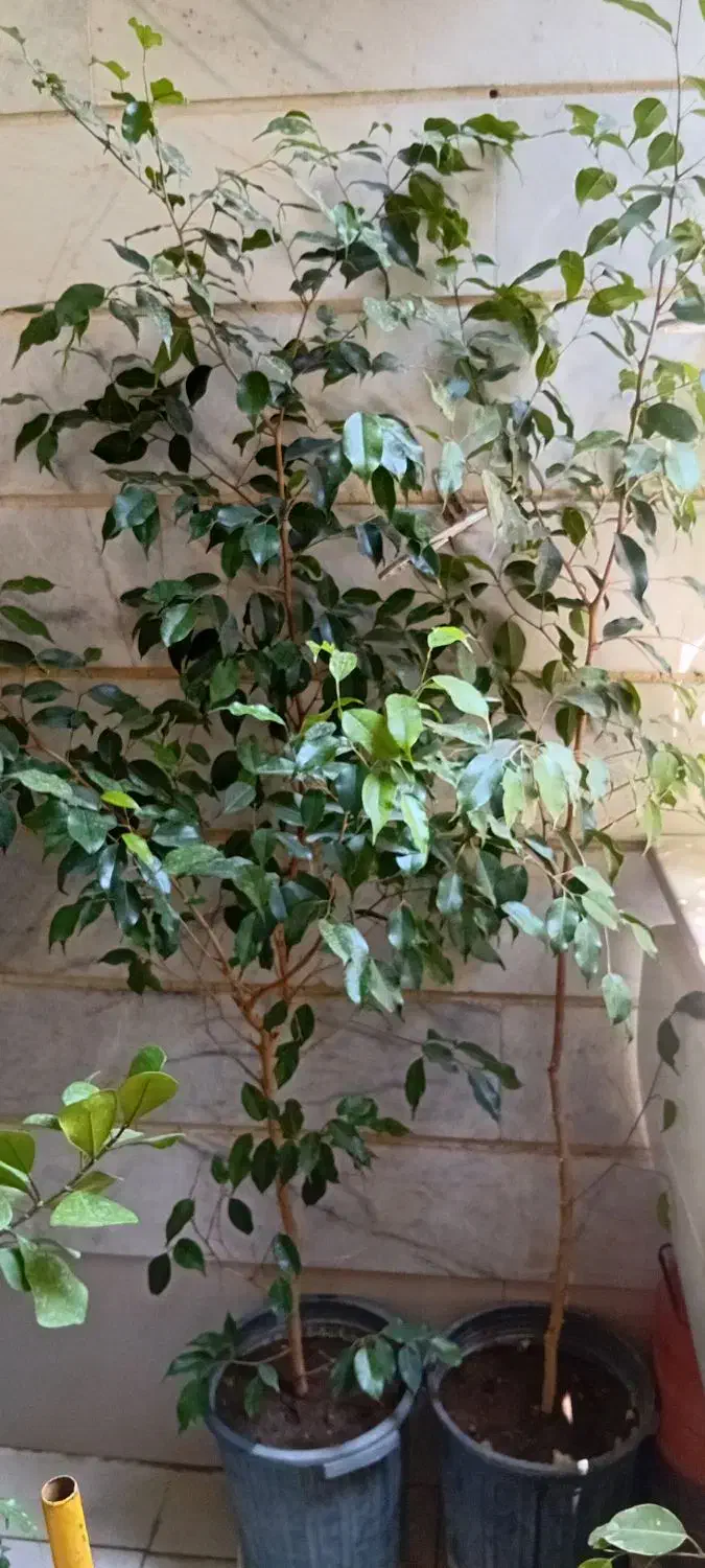 گل بنجامین|گل و گیاه طبیعی|شهریار, شهرک امیریه|دیوار