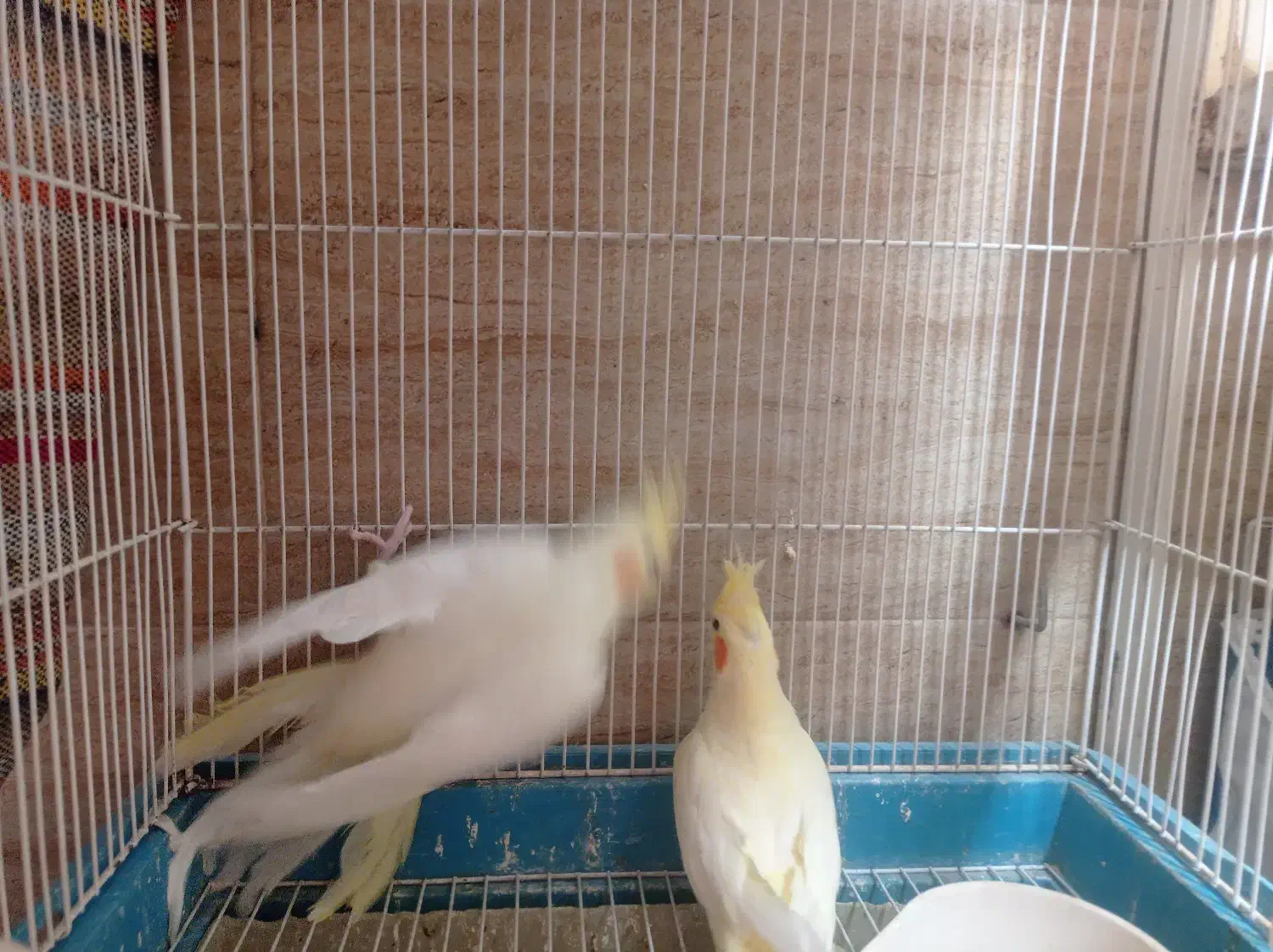 عروس هلندی سیامون|پرنده|مشهد, اقبال|دیوار