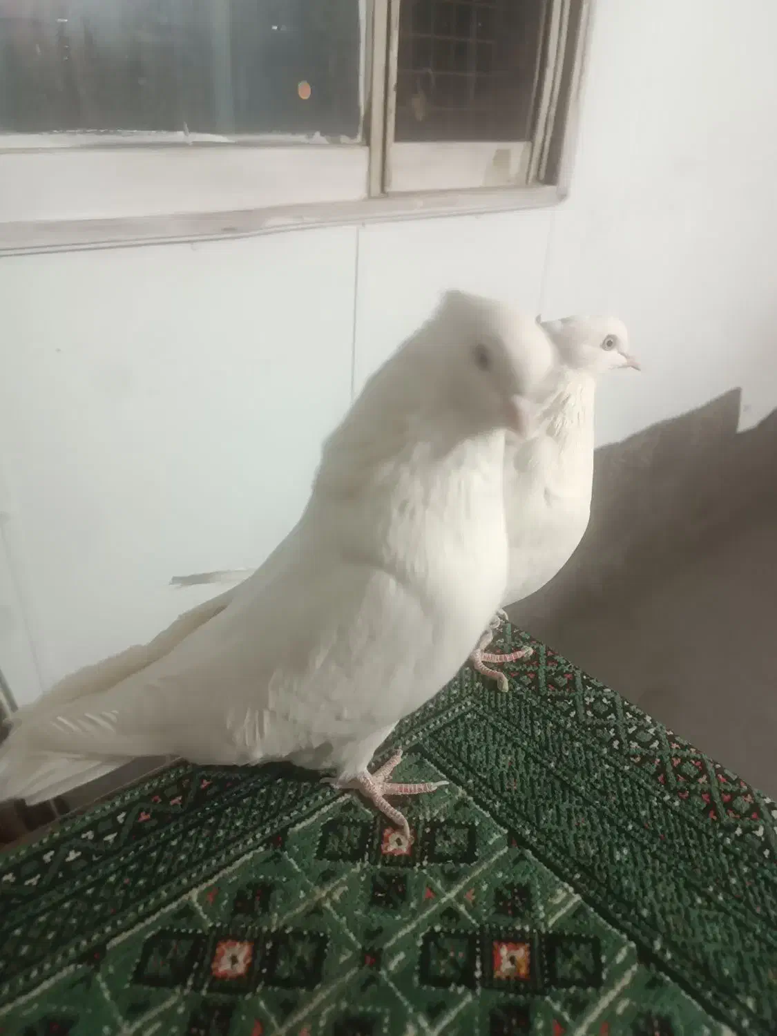 کفترجفت نروماده سفید چشم سفید|پرنده|قرچک, زیبا شهر|دیوار