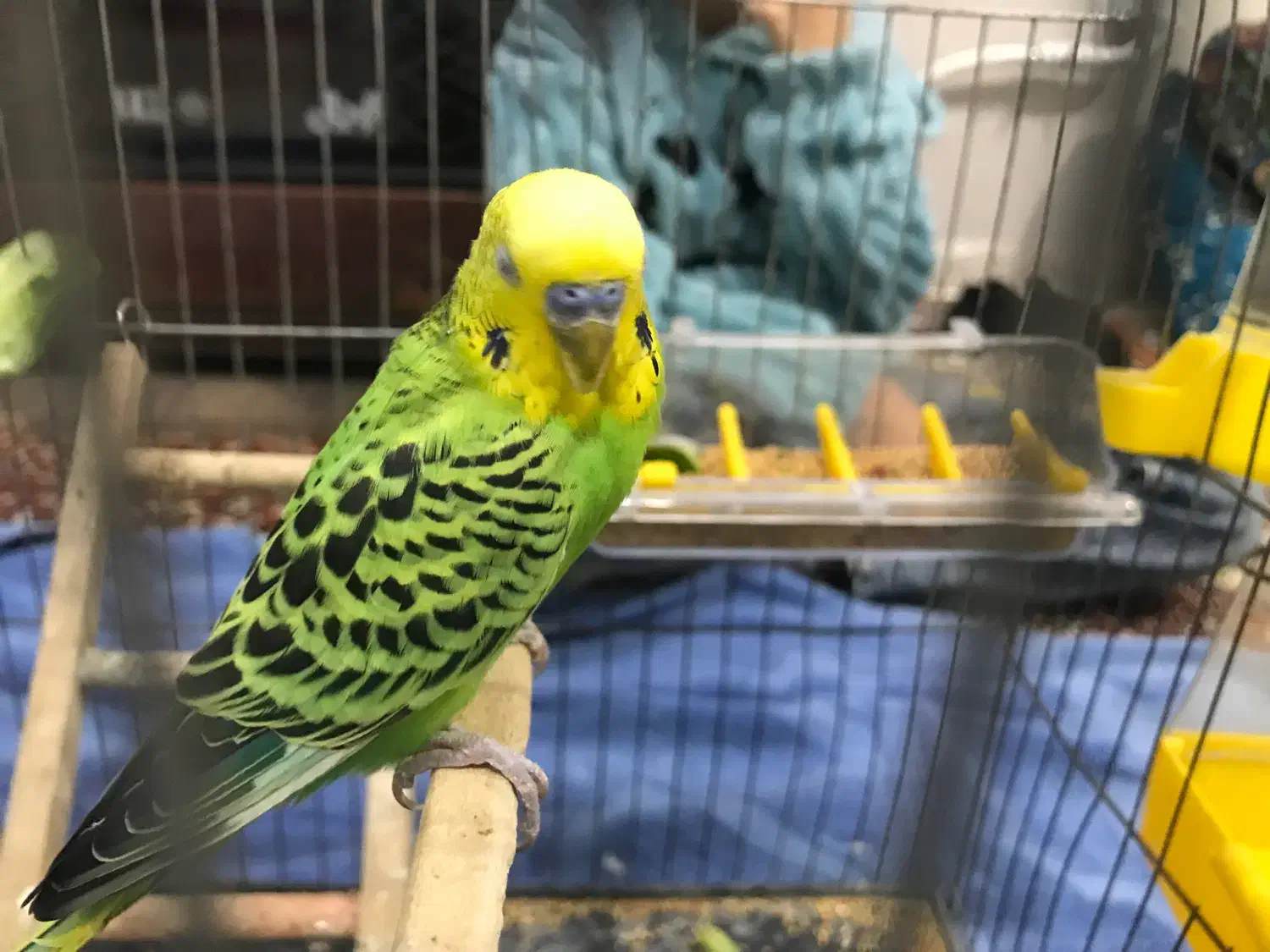 مرغ عشق|پرنده|پیرانشهر, |دیوار