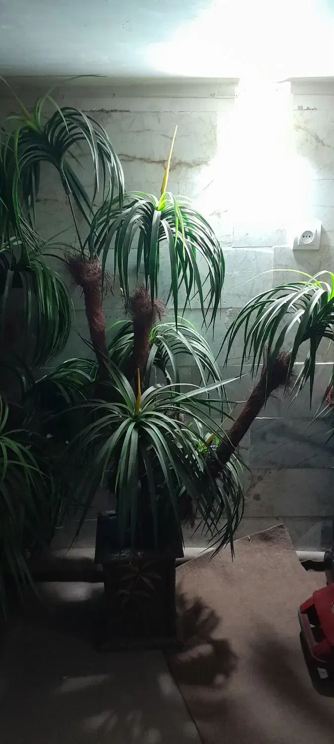 گل مصنوعی|گل مصنوعی|مشهد, طلاب|دیوار