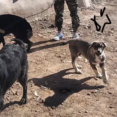 دزدیده شدن|حیوانات|اراک, |دیوار