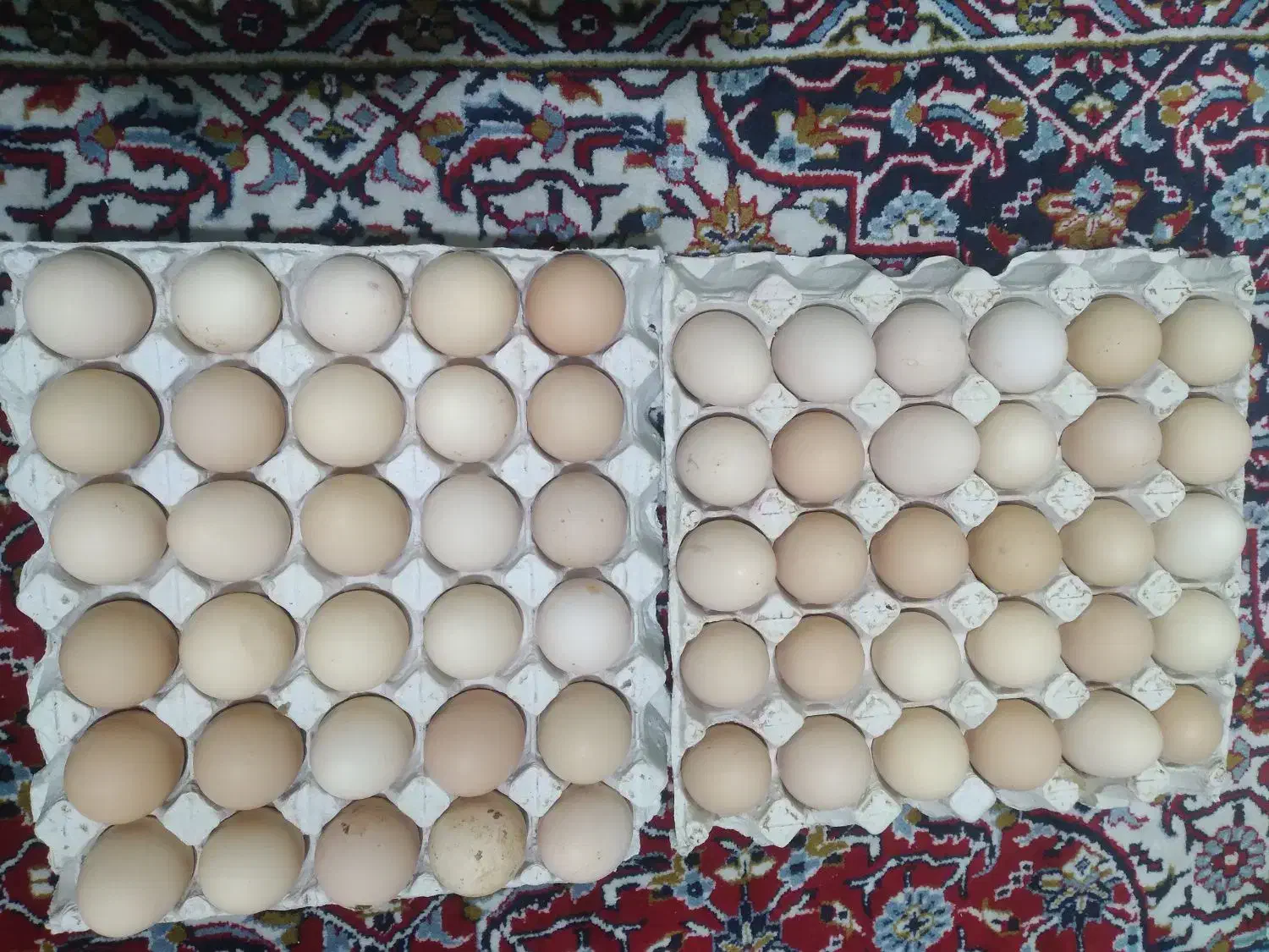 تخم مرغ محلی تازه خونگی|خوردنی و آشامیدنی|تهران, شهرک طالقانی|دیوار