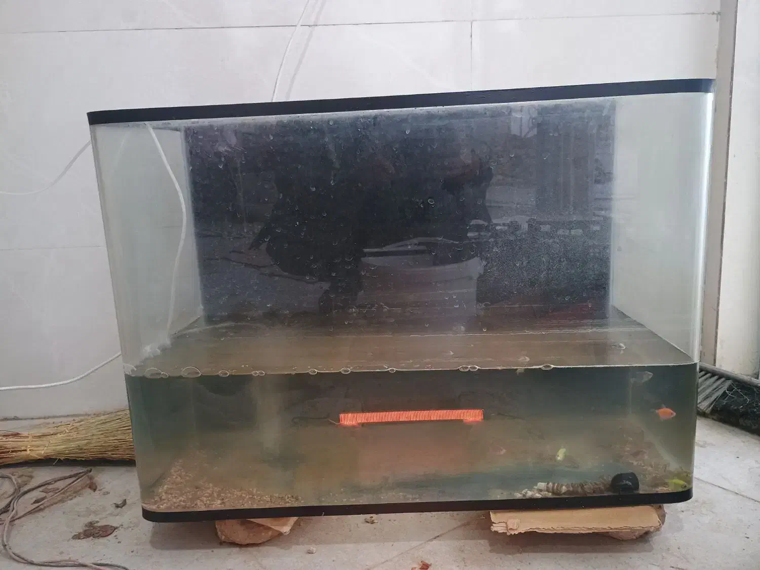 آکواریوم|ماهی|کوهدشت, |دیوار