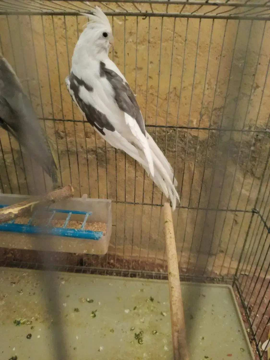 فروش انواع نژاد عروس هلندی|پرنده|بندر دیر, |دیوار