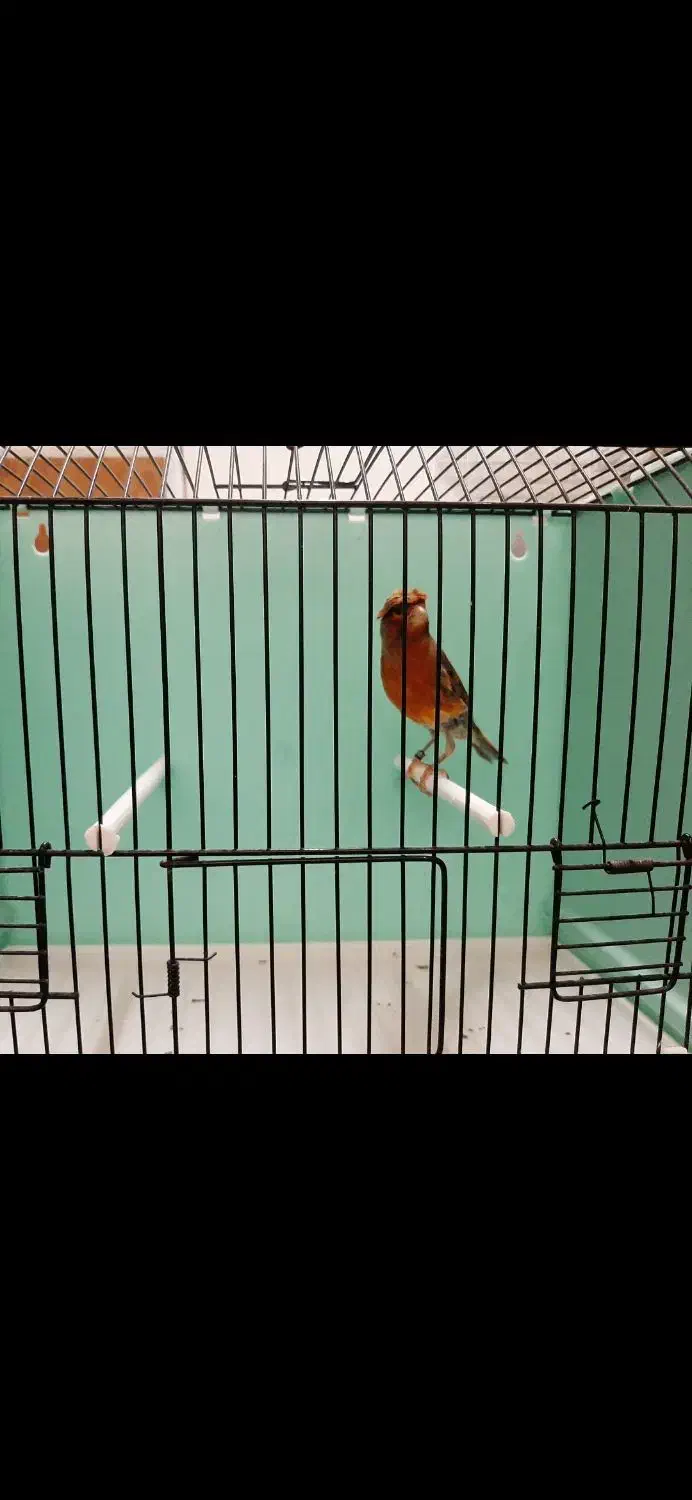 قناری نر قرص|پرنده|رودهن, |دیوار