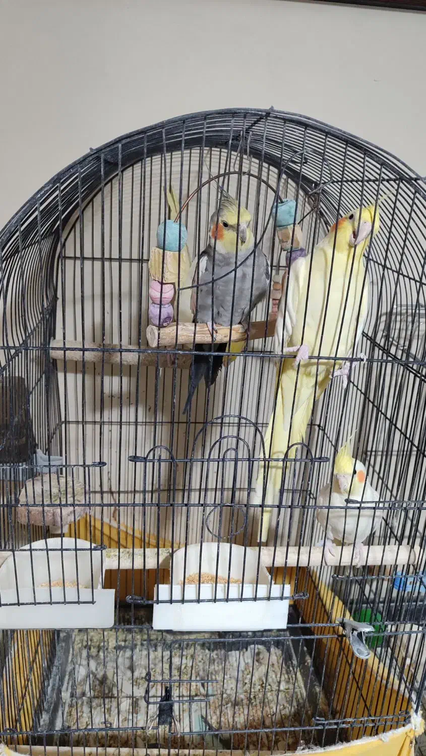 عروس هلندی|پرنده|تهران, وحیدیه|دیوار