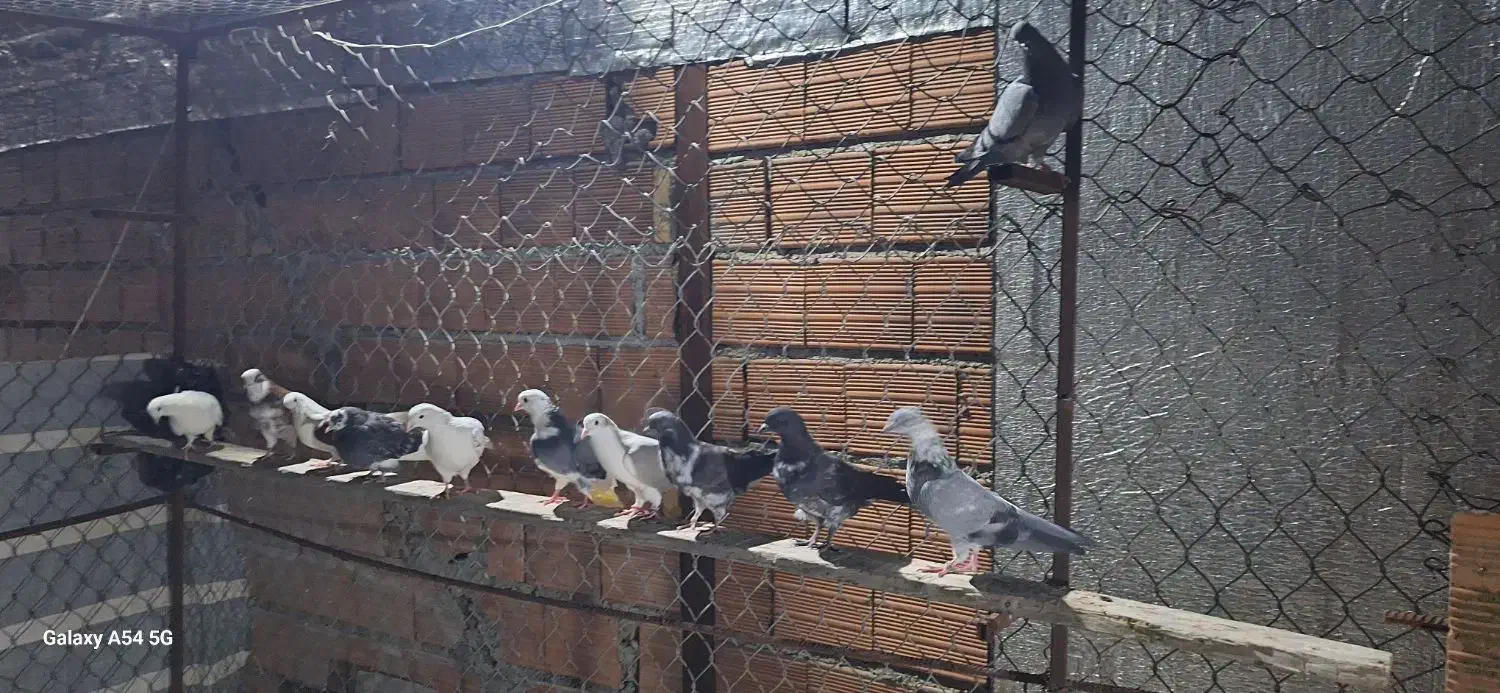 کبوتر پرشی|پرنده|سورک, |دیوار