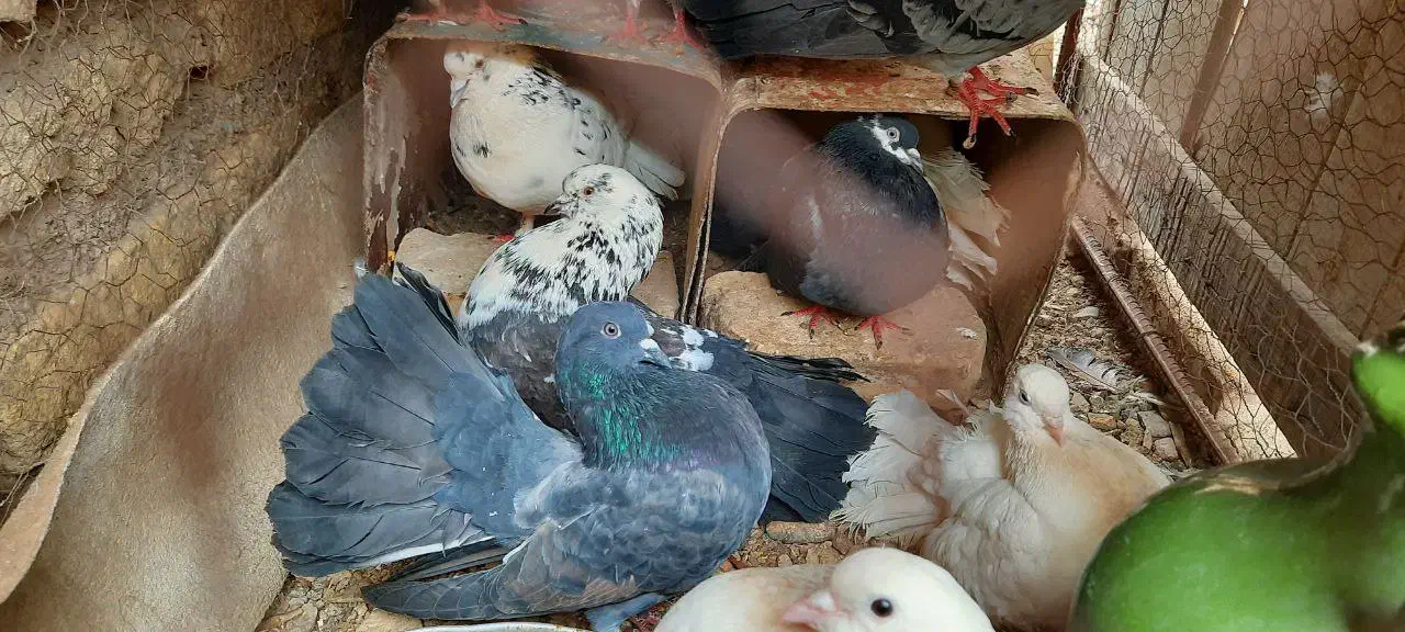 کبوتر|پرنده|اردکان, |دیوار