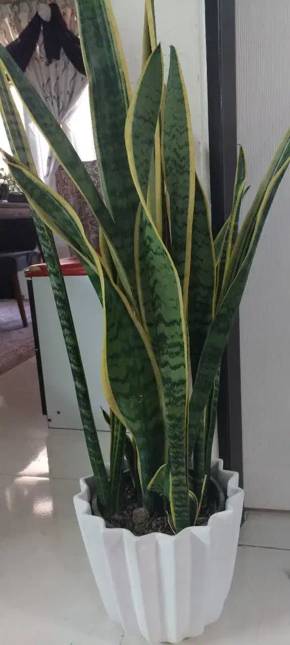 گل سانسوریا ابلغ بزرگ|گل و گیاه طبیعی|تهران, افسریه جنوبی|دیوار