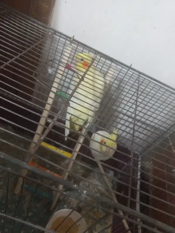 عروس هلندی|پرنده|شاهرود, |دیوار