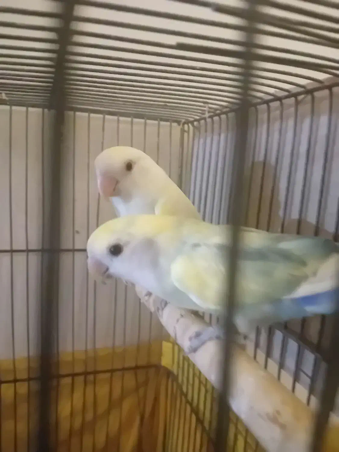 عروس کوتوله|پرنده|مشهد, نیزه|دیوار