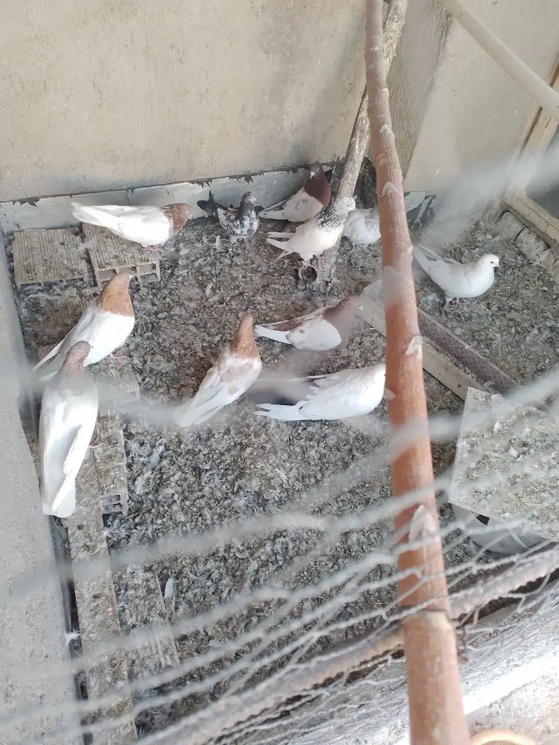 چند عدد کبوتر فروشی|پرنده|میانه, |دیوار