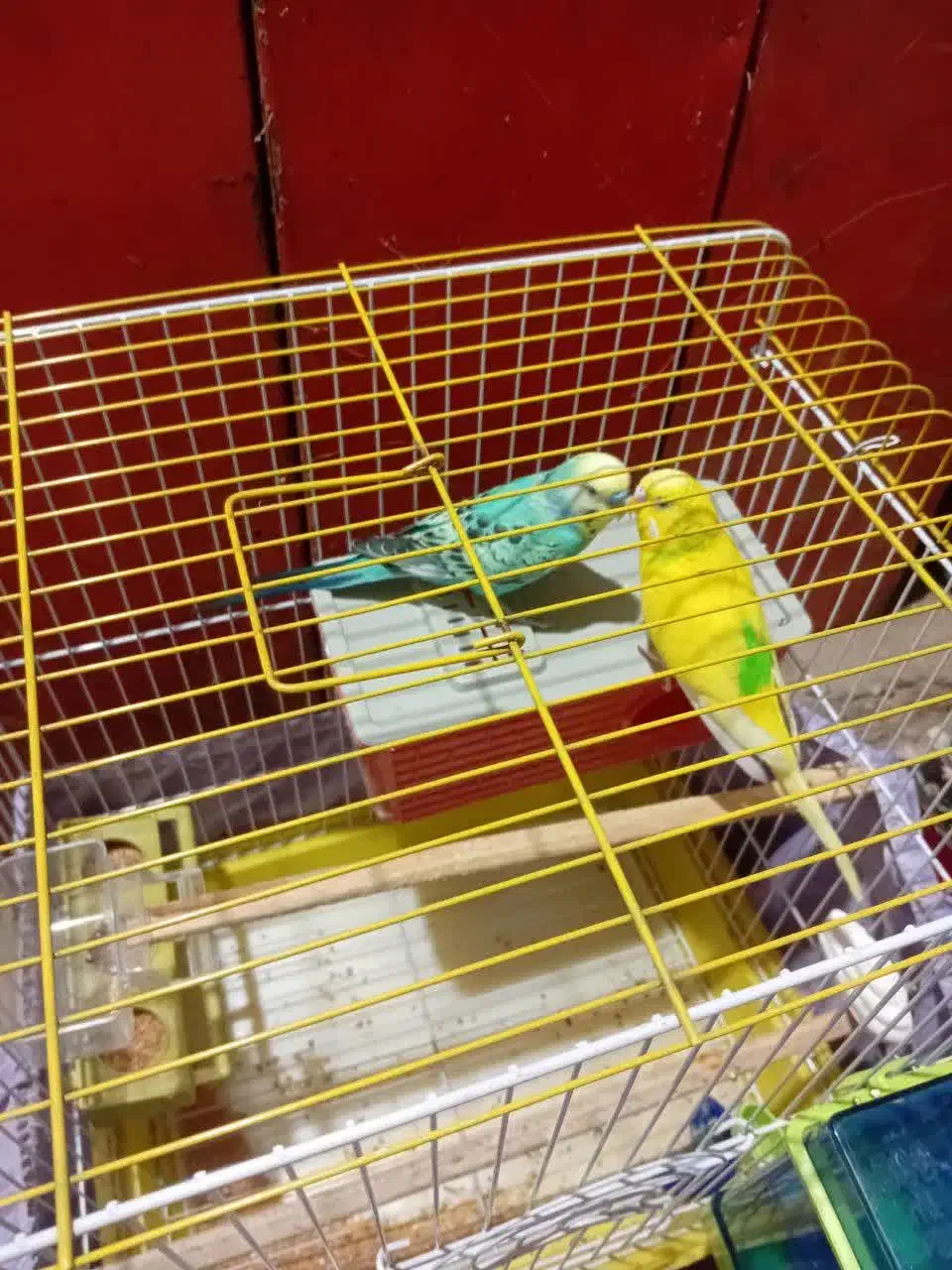 دو جفت مرغ عشق با یه جوجه قیمت ۱/۳۰۰|پرنده|دماوند, گیلاوند|دیوار