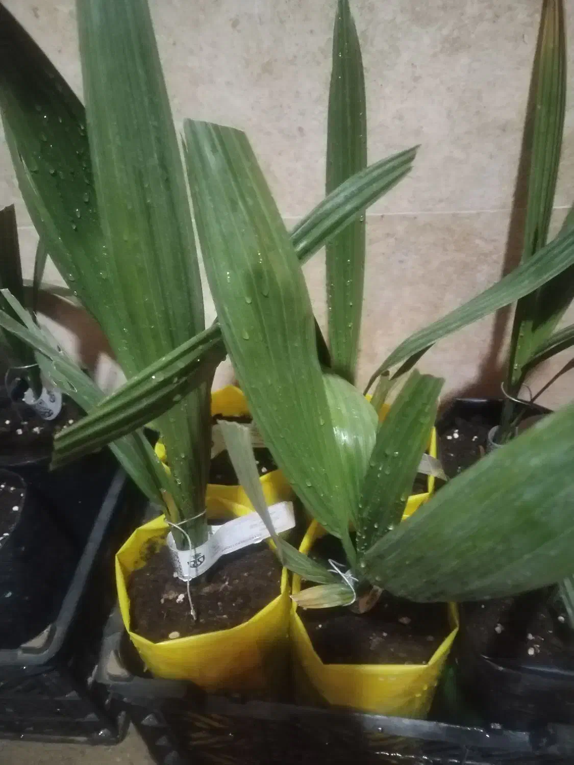 نمایندگی رسمی نخل کشت بافت و پاجوش گلخانه ای|خدمات باغبانی و درختکاری|برازجان, |دیوار