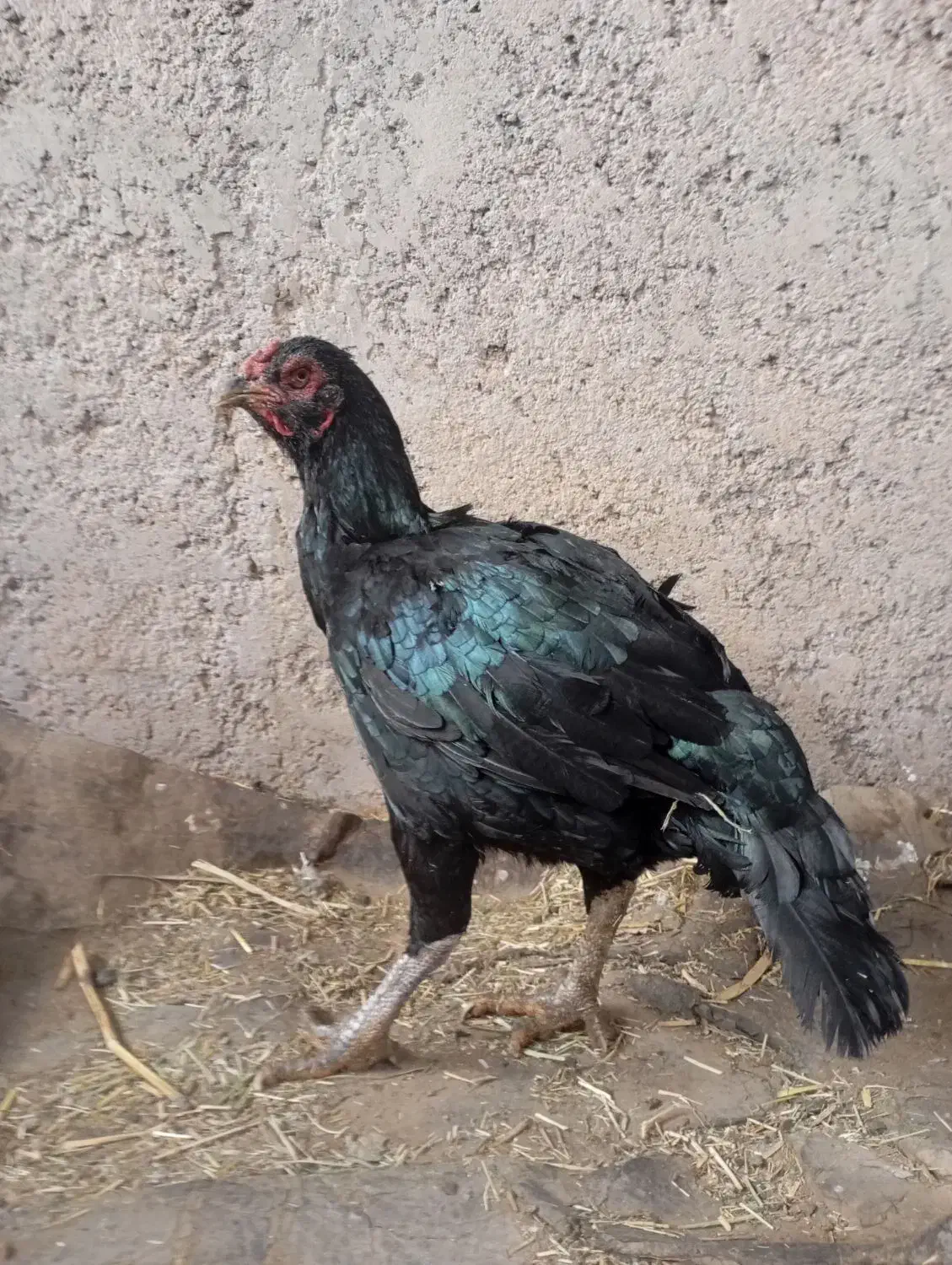 مرغ خروس لاری|حیوانات مزرعه|قزوین, |دیوار