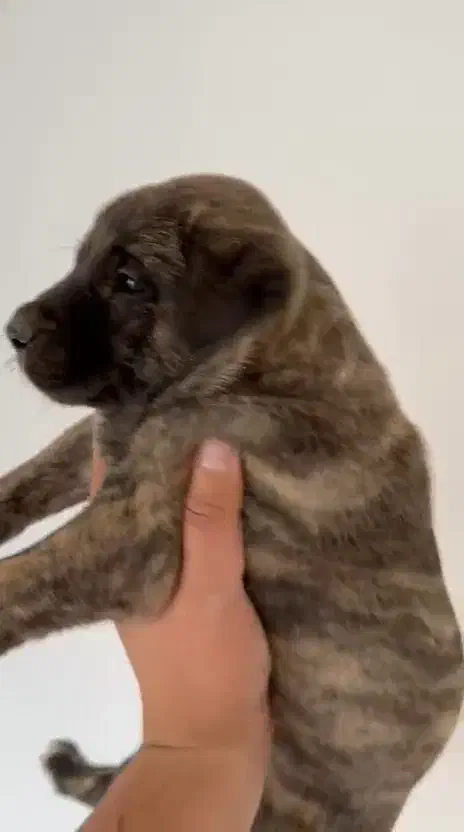 توله سرابی|سگ|یزد, |دیوار