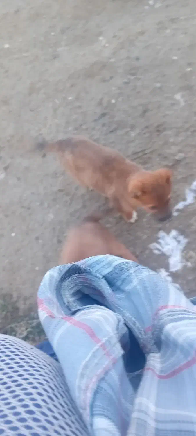 سگ سرابی|سگ|اسلام آباد, |دیوار