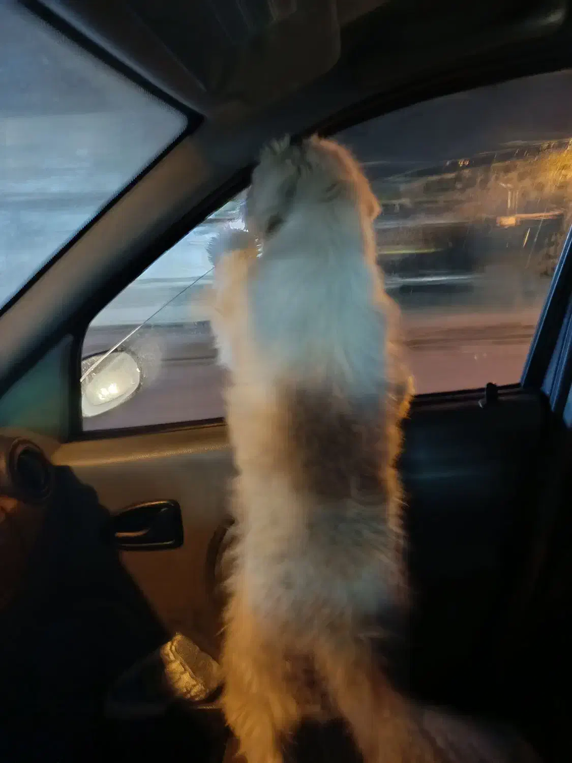 واگذاری شیتزو|سگ|گرمسار, |دیوار