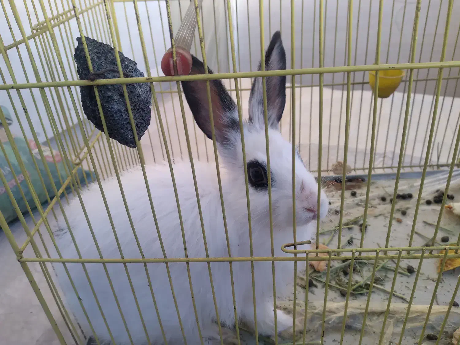 خرگوش شیطون بامزه با غذاش ۱۵۰ تومن|موش و خرگوش|آباده, |دیوار