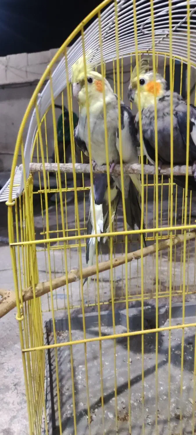 عروس هلندی معاوضه با قناری گرینچیک|پرنده|بندرعباس, |دیوار