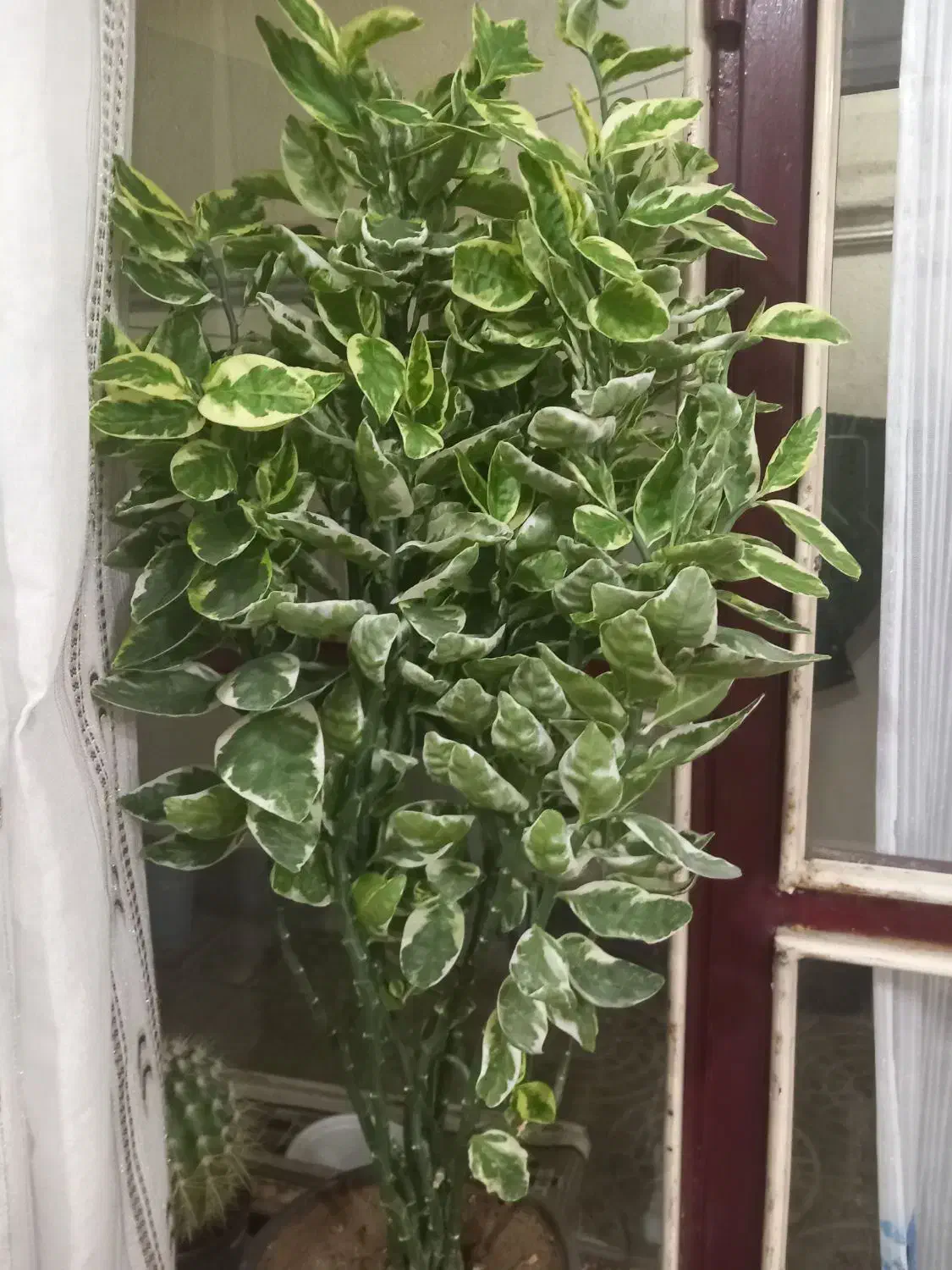 باسلام|گل و گیاه طبیعی|آذرشهر, |دیوار