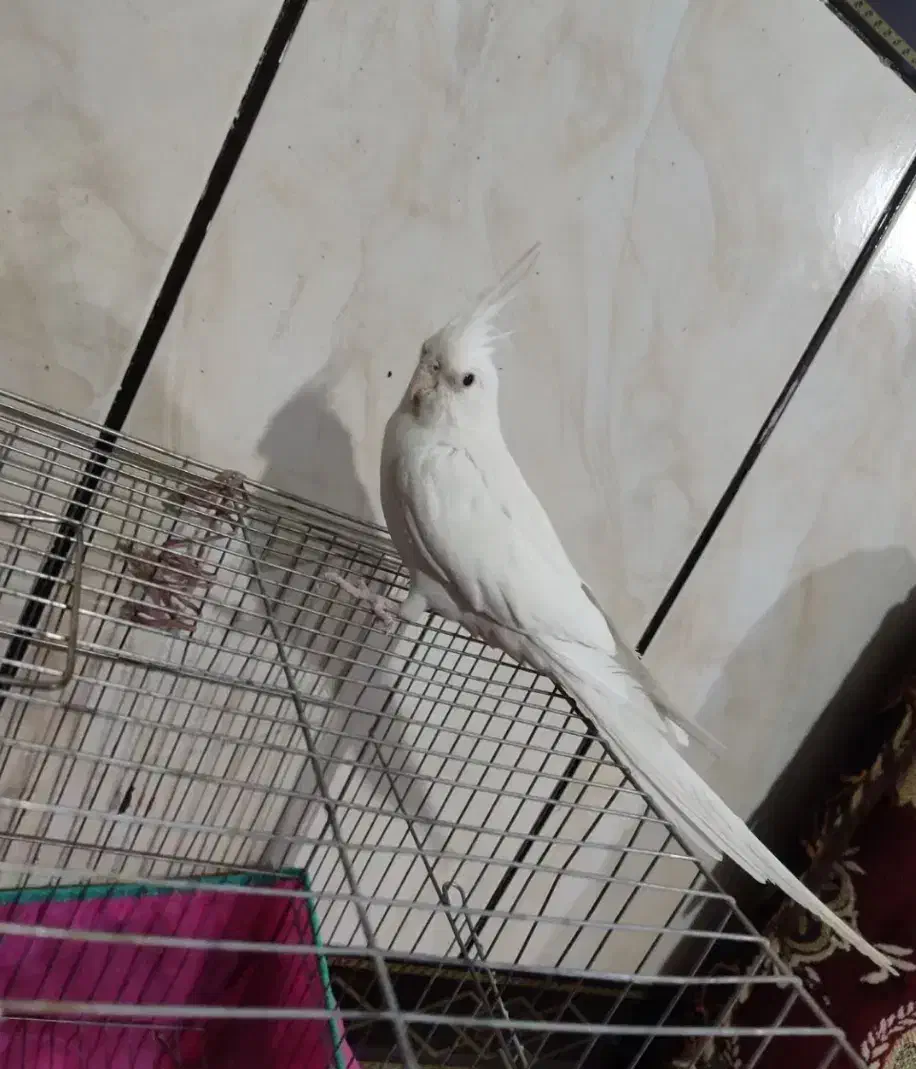 چن عدد عروس هلندی تک نر و ماده بالغ|پرنده|قم, نوبهار|دیوار