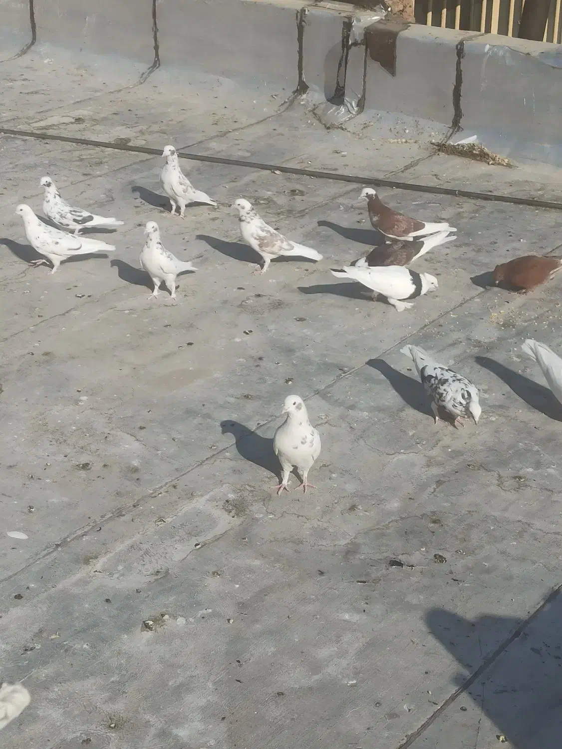 کبوتر پرشی|پرنده|اصفهان, مسجد مصلی|دیوار