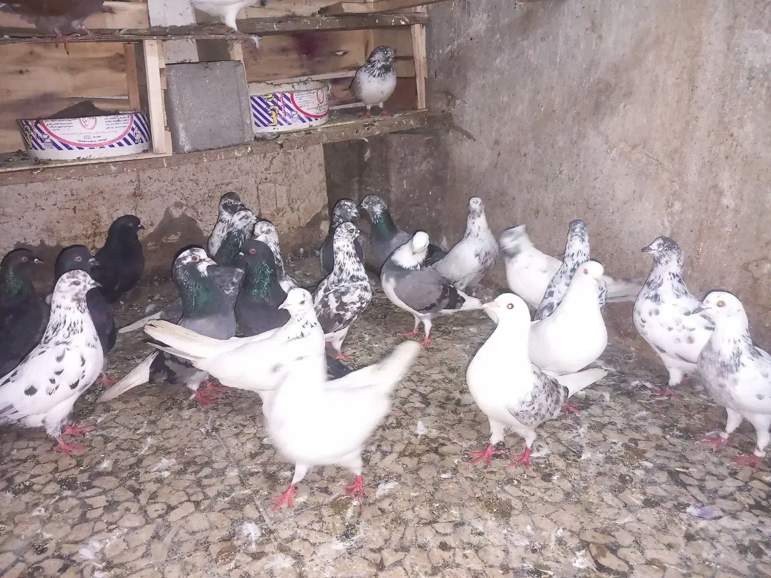 گنجه کبوتر قلمه براجوجه کشی|پرنده|محمودآباد, |دیوار