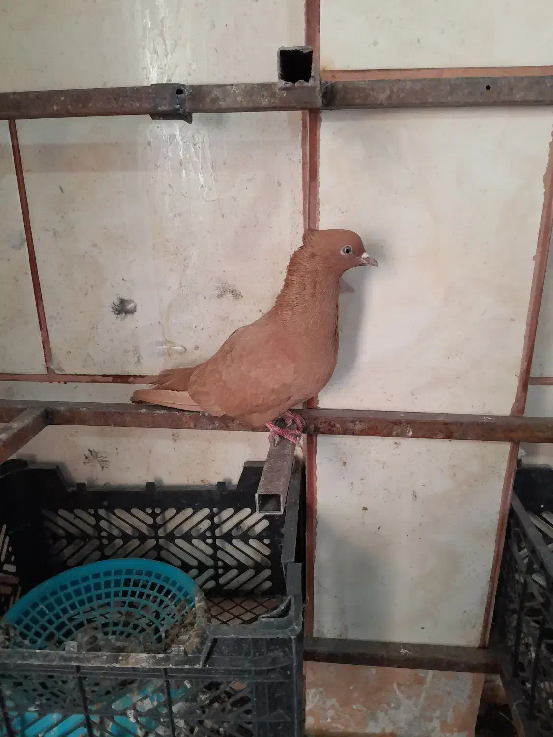 زرد|حیوانات|قم, شهرک مهدیه (مدرس)|دیوار