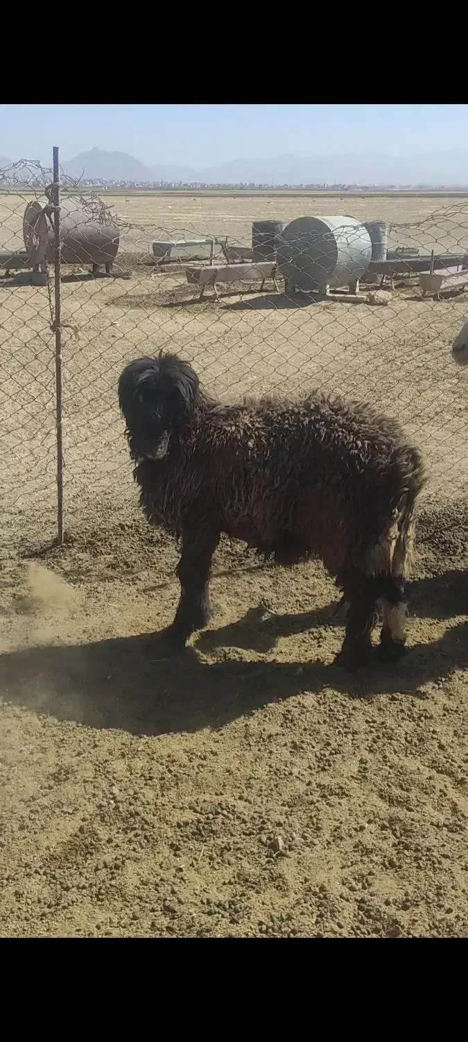 قوچ میش بره|حیوانات مزرعه|شهرکرد, |دیوار