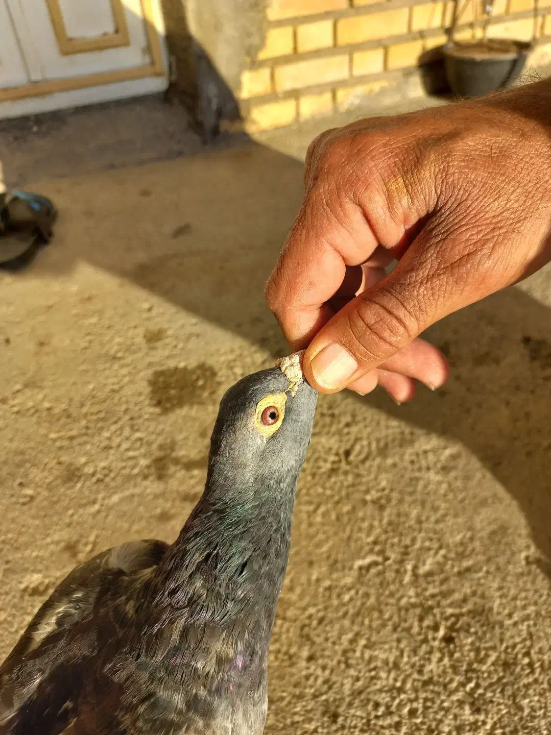 کبوتر|حیوانات|اهواز, کوی طلاب|دیوار