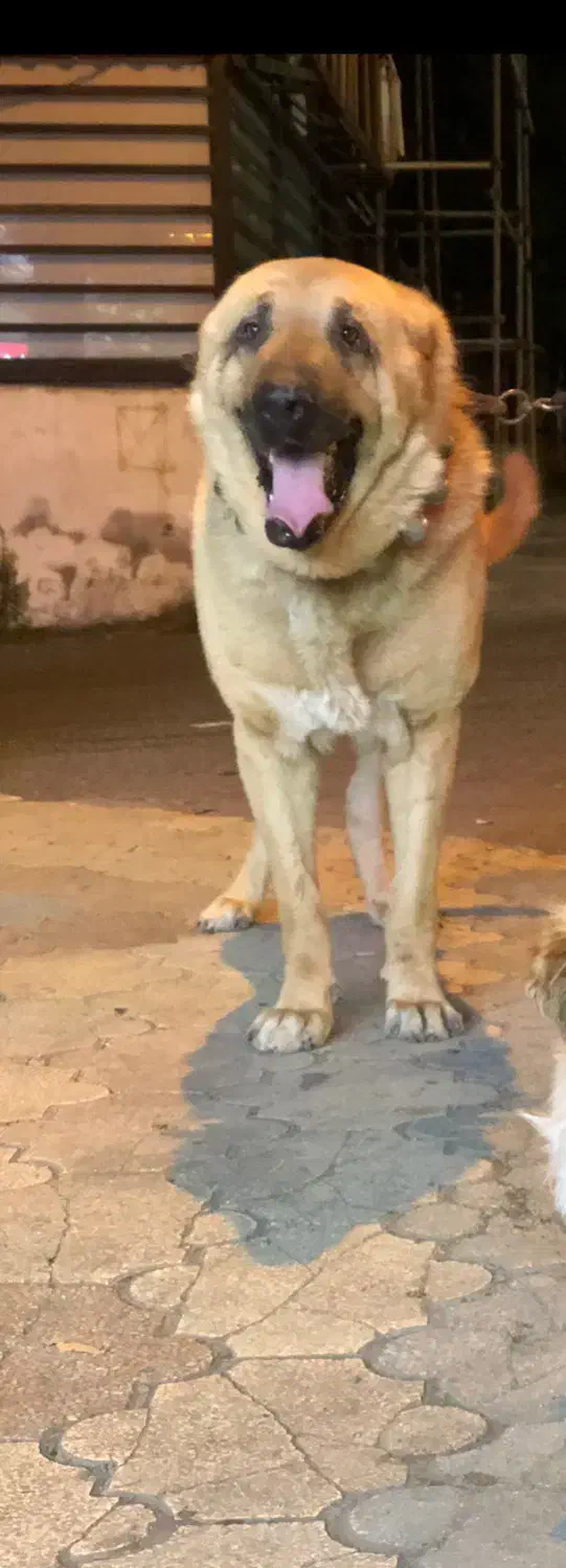 واگذاری سگ سرابی وپژدر|سگ|تالش, تالش|دیوار