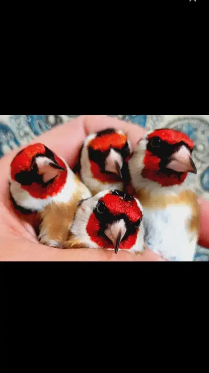 سهره|پرنده|امیدیه, |دیوار