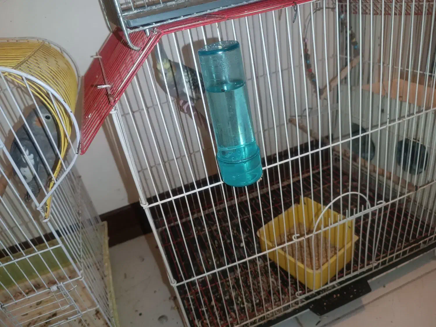 عروس هلندی جفت مولد|پرنده|اندیشه, اندیشه فاز ۱|دیوار