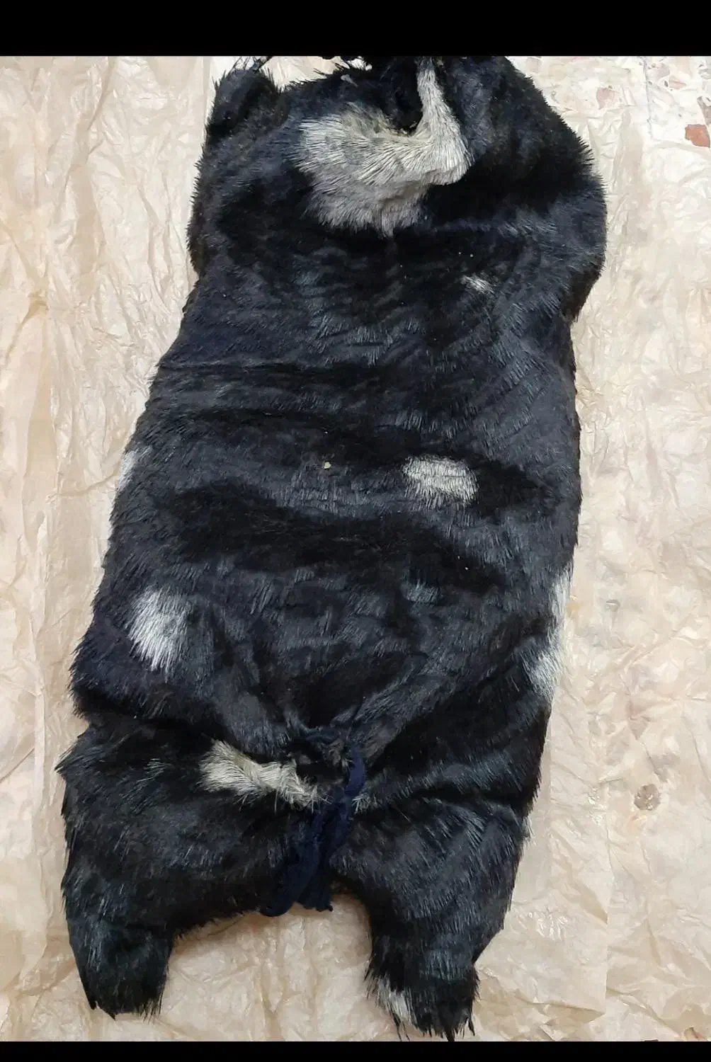 خیگ روغن|ظروف نگهدارنده، پلاستیکی، یکبارمصرف|ایذه, |دیوار