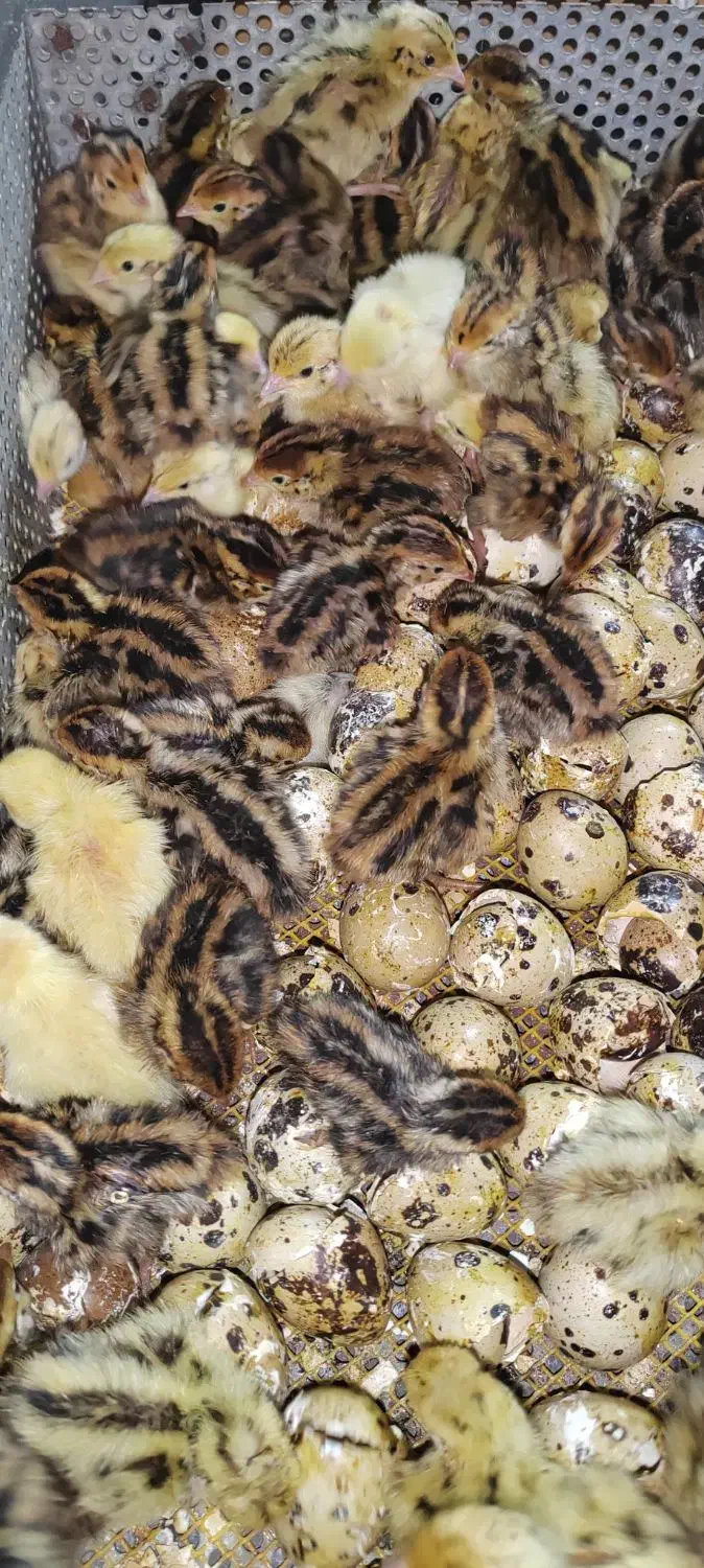 بلدرچین یکروزه|حیوانات مزرعه|خسروشاه, |دیوار