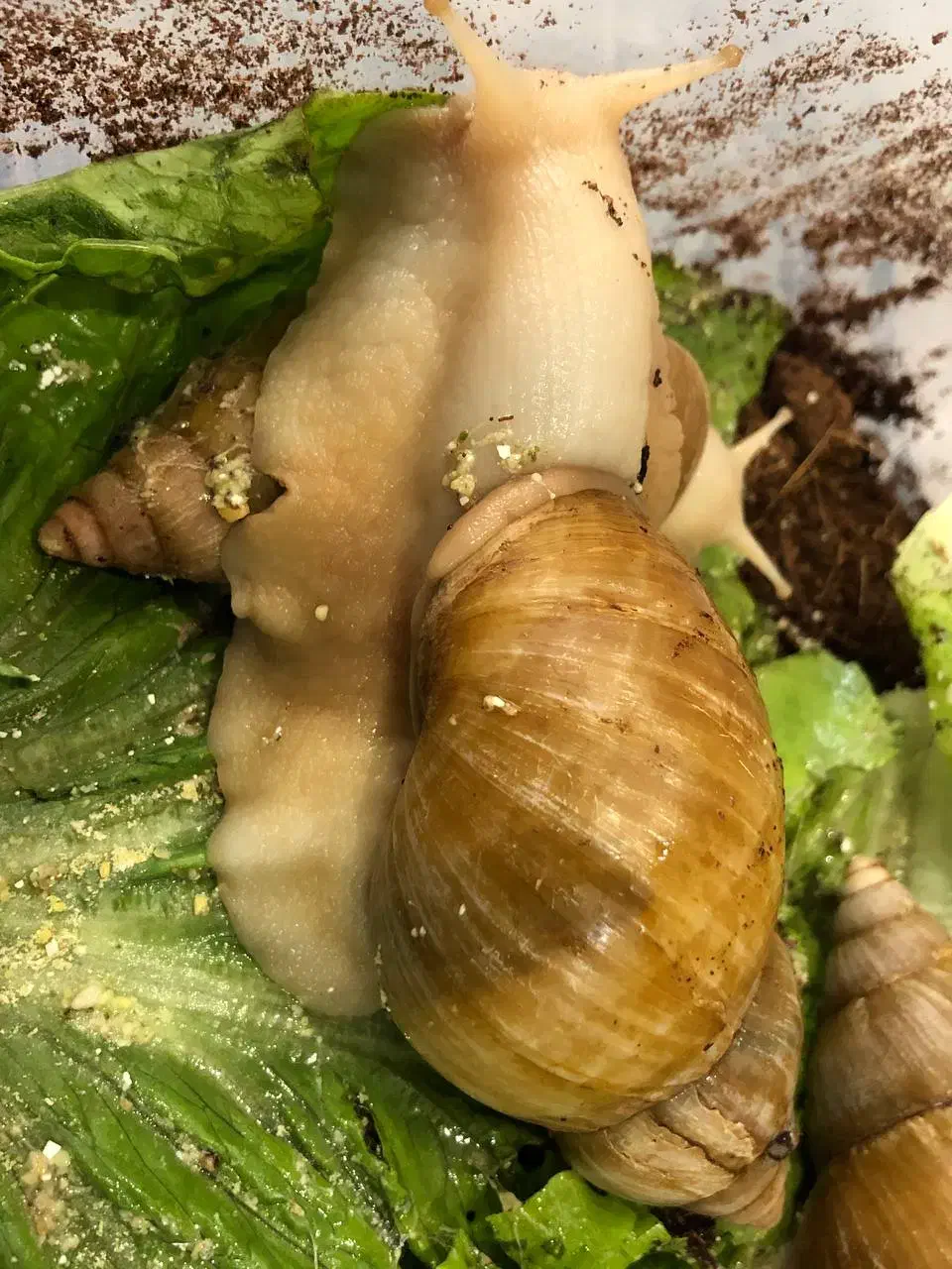 حلزون آچاتانیا|خزنده|تهران, مسعودیه|دیوار